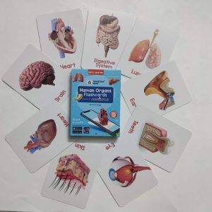 Human Organs AR Flash cards