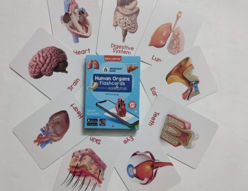 Human Organs AR Flash cards