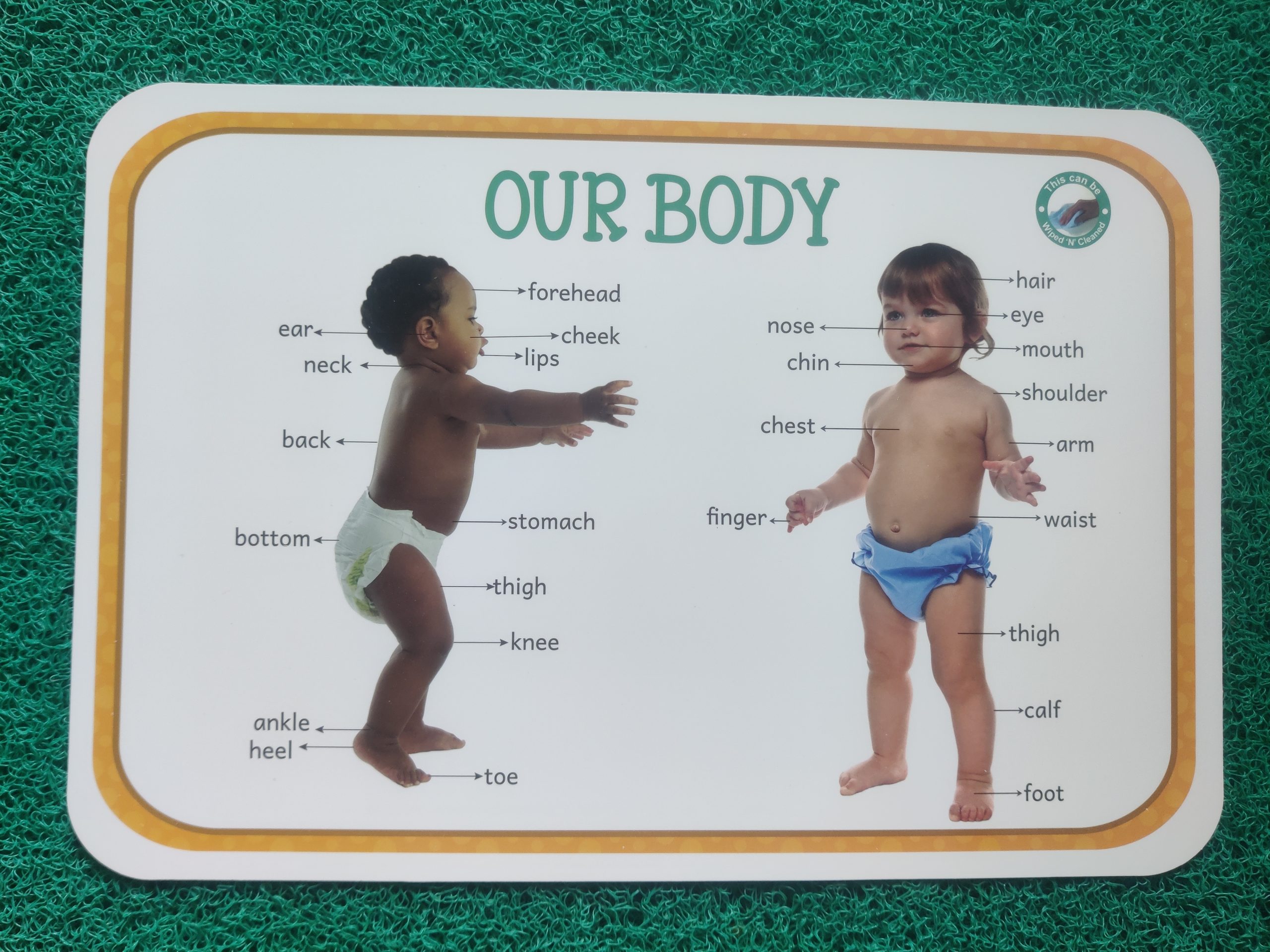 Kids Educational Our Body reusable Table mat